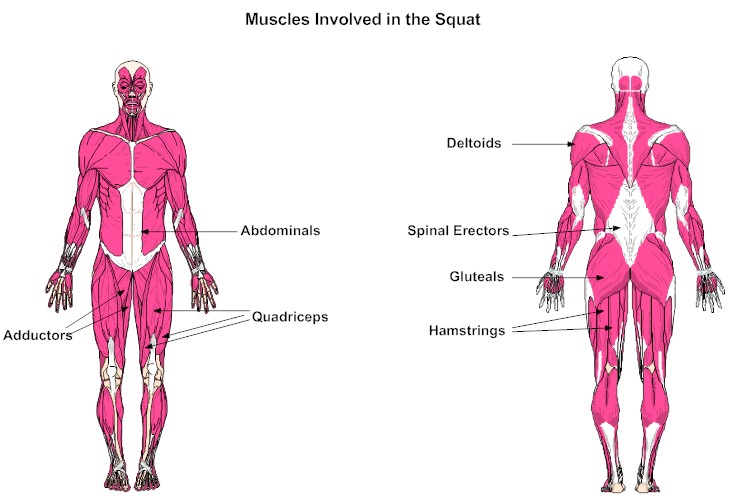 Muscles ai. Muscle work. Exercise of muscle Guide картинки. How do muscles work?. Deadlift muscles involved.